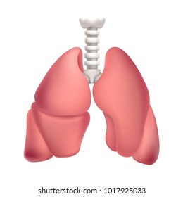 Human lungs. Illustration isolated on white background. Graphic concept for your design