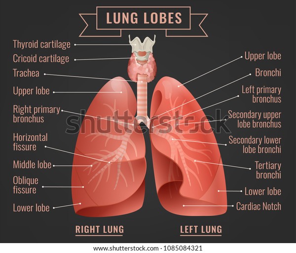 Human Lungs Infographic Lung Lobes Segments Stock Vector Royalty Free 1085084321