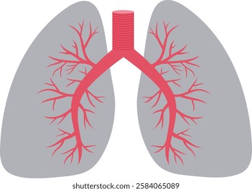 Human lungs, Internal organs isolated on white background. Vector illustration for medical applications, educational sites.