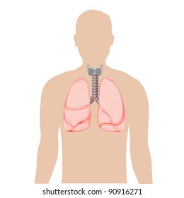 Human Lungs, Isolated On White Background, Vector Illustration
