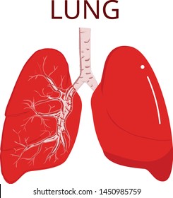 Human lungs, isolated vector illustration on White background.