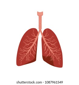 Human lungs isolated in the white background