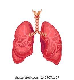 Human lungs. Medical illustration. Vector on white background.