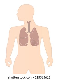 Human lungs on white background