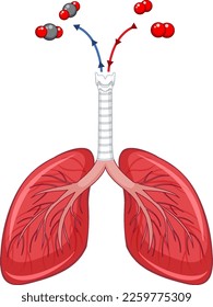 Human lungs on white background illustration