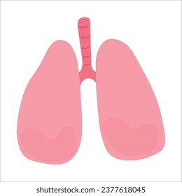 Human lungs on white background