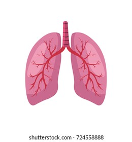 Human lungs on a white background. Vector.