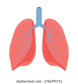 Human lungs, organs isolated on white background stock vector illustration. Medical, anatomical concept in flat style. Element, object. Healthcare.