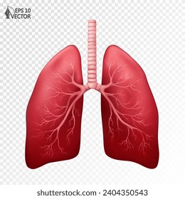 Human lungs, realistic anatomical model. Internal organs isolated on white background. 3D vector illustration for medical applications, educational sites, websites