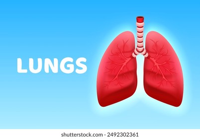 human lungs, respiratory organ, diagnostic symbol. Vector illustration