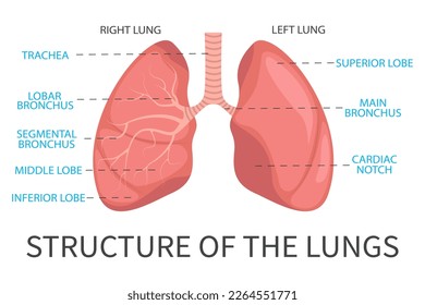 Sistema pulmonar humano, Anatomía pulmonar, estructura pulmonar. Ilustración vectorial del sistema respiratorio humano.