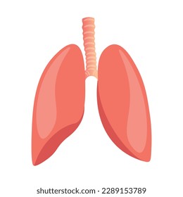 Human lungs that are responsible for our breathing, muscle, pink, breathing, belly, organ, vector illustration, isolated background