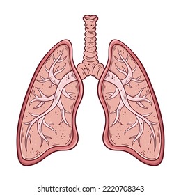 Pulmones humanos con traquea y bronchi dibujados a mano ilustración vectorial simple. Medicina y anatomía.