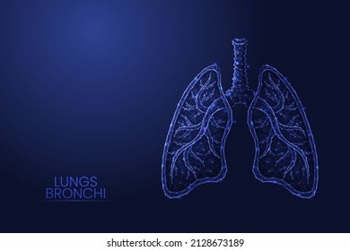 Pulmones humanos con traquea y bronchi de bajo concepto de polo de ilustración vectorial.