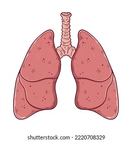 Caricatura de pulmones humanos y traquea dibujada a mano ilustración vectorial simple. Medicina y anatomía.