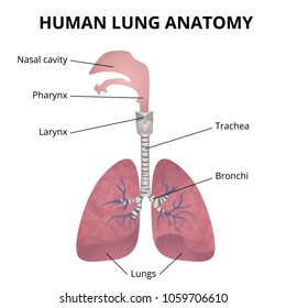 human lungs, trachea and nasopharynx, medical poster with explanations