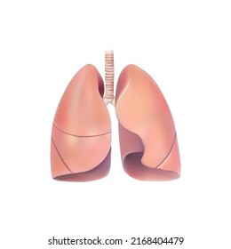 Pulmones humanos y traquea en ilustración vectorial de fondo blanco