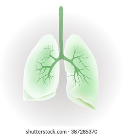 Human lungs, vector