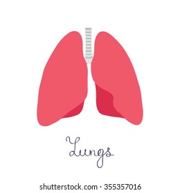 human lungs. vector illsutration