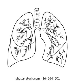 human lungs, vector illustration sketch 