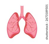 Human lungs - vector respiratory organ isolated on white.
