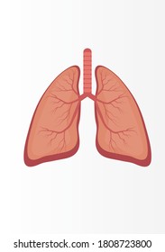 Human lungs with veins for medical illustration