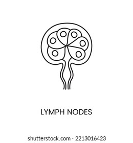 Human lymph node are an anatomical icon line in a vector, an illustration of the surface structures of the human body.