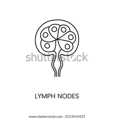 Human lymph node are an anatomical icon line in a vector, an illustration of the surface structures of the human body.