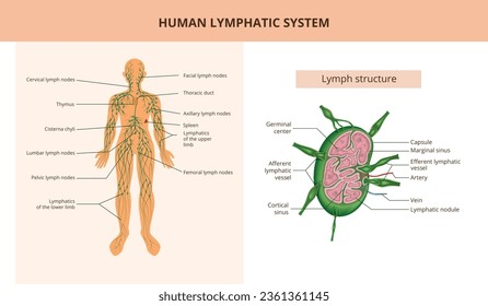 Sistema linfático humano y estructura linfática afiche anatómico infográfico plano con subtítulos de texto ilustración vectorial