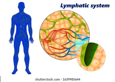 Human Lymphatic System ( Lymphoid System). Lymph Capillaries In The Tissue Spaces