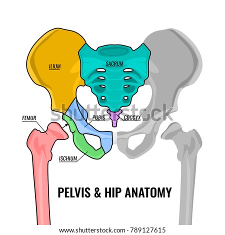 Human Male Anatomy Scheme Main Pelvis Stock Vector (Royalty Free