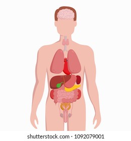 Human male body with internal organs schema flat infographic poster vector illustration. Man silhouette with lungs, heart, thyroid, stomach, liver, kidneys, intestine, pancreas, spleen, testicles