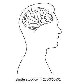 Human male brain. Linear vector illustration isolated on white background