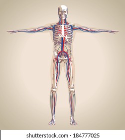 Human (male) circulation system and nervous system. Vector illustration