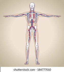 Human (male) circulatory system. Vector illustration