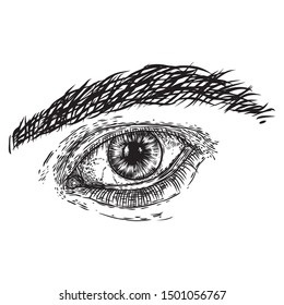 Human male eye in hand drawn style. Anatomy of vision organ element. Vector.