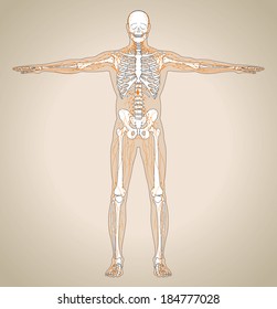Human (male) lymphatic system. Vector illustration