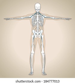 The human (male) nervous system. Vector illustration