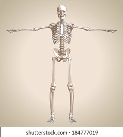 The human (male) skeleton. Vector illustration