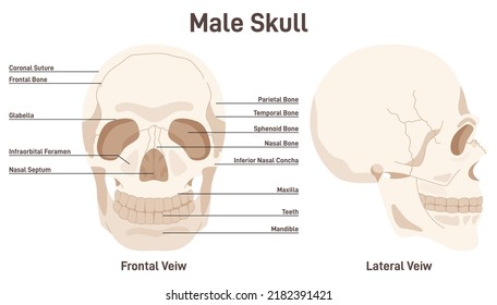 Human male skull. Leteral and frontal view of face bones. Didactic scheme of anatomy of human bone structure with anatomical captions. Flat vector illustration