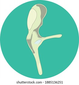 Human Malleus Ear Bone Flat Vector Design, Icon. Simple Design.