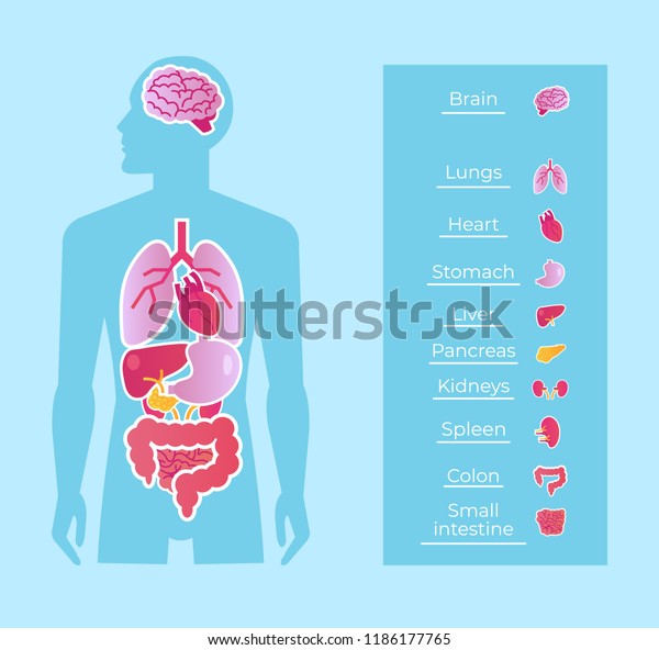 Human Man People Anatomy Internal Organs Stock Vector (Royalty Free ...