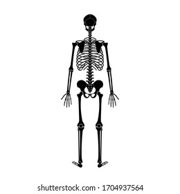 Human man skeleton anatomy in back view. Vector isolated flat illustration of skull and bones. Halloween, medical, educational or science banner
