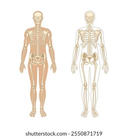 Anatomía del esqueleto del hombre humano. ilustración plana del cráneo y los huesos en el cuerpo. Halloween, Anuncio médico, educativo o científico