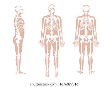 Human man skeleton anatomy in front, profile and back view. Vector isolated flat illustration of skull and bones in body. Halloween, medical, educational or science banner