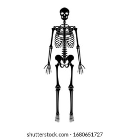 Human man skeleton anatomy in front view. Vector isolated flat illustration of skull and bones. Halloween, medical, educational or science banner
