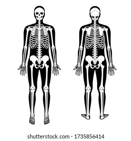 Human man skeleton anatomy in front and back view. Vector isolated flat illustration of skull and bones in body. Halloween, medical, educational or science banner.