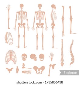 Human man skeleton anatomy in front, profile and back view. Vector isolated flat illustration of skull and bones. Halloween, medical, educational or science banner.