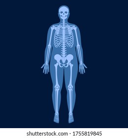 Human man skeleton anatomy in front on x ray view. Vector isolated flat illustration of skull and bones in male body. Medical, educational or science banner on blue background.