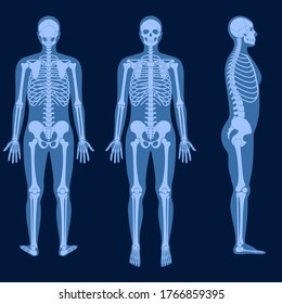 Anatomía del esqueleto humano frente, perfil y de vuelta en rayos X. El vector aisló la ilustración plana del cráneo y los huesos en el cuerpo masculino. Banner médico, educativo o científico